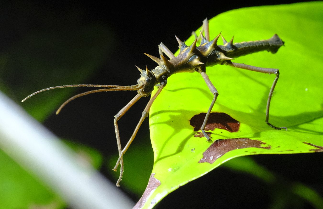 Spiny Stick Insect { Epidares Nolimetangere }