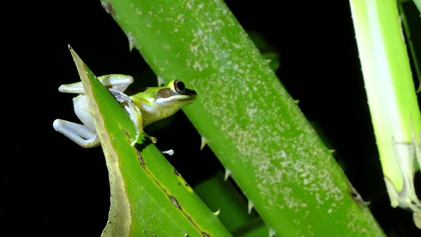Large White-Lipped Frog { Chalcoranan Megalonesa }