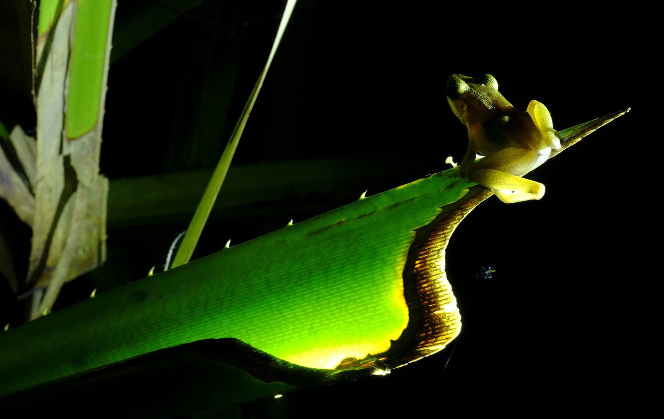 Large White-Lipped Frog { Chalcoranan Megalonesa }