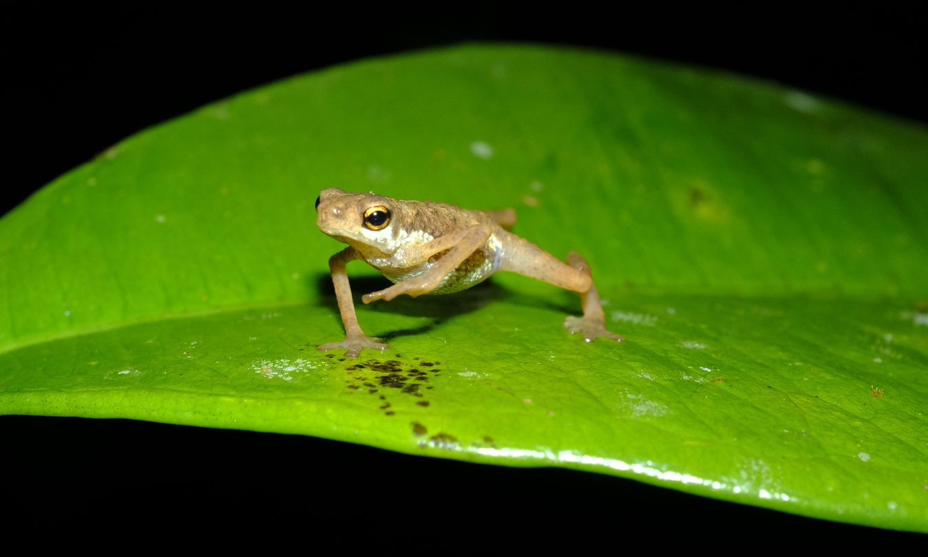 Dwarf Toad { Pelophryne Signata }