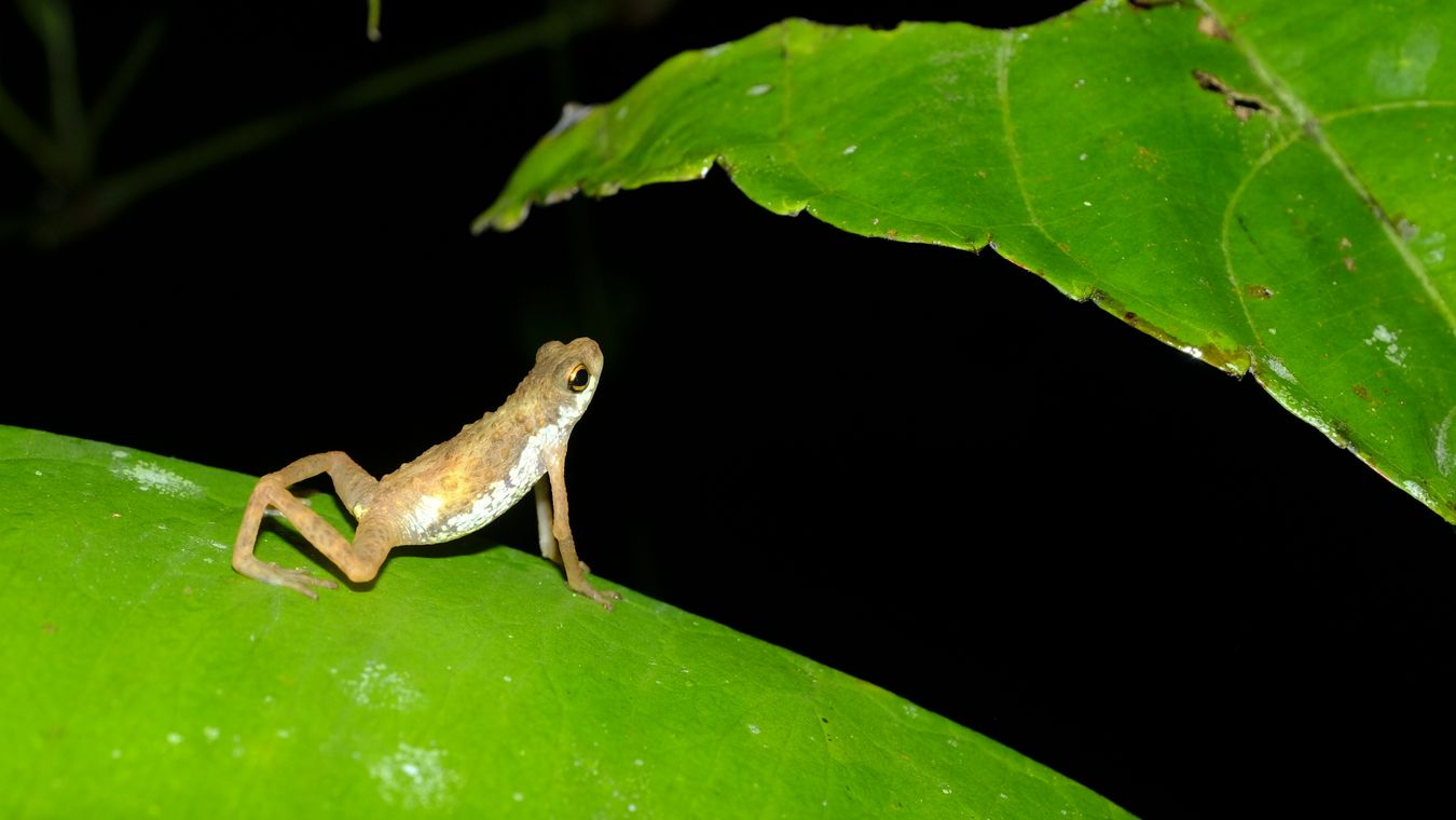 Dwarf Toad { Pelophryne Signata }