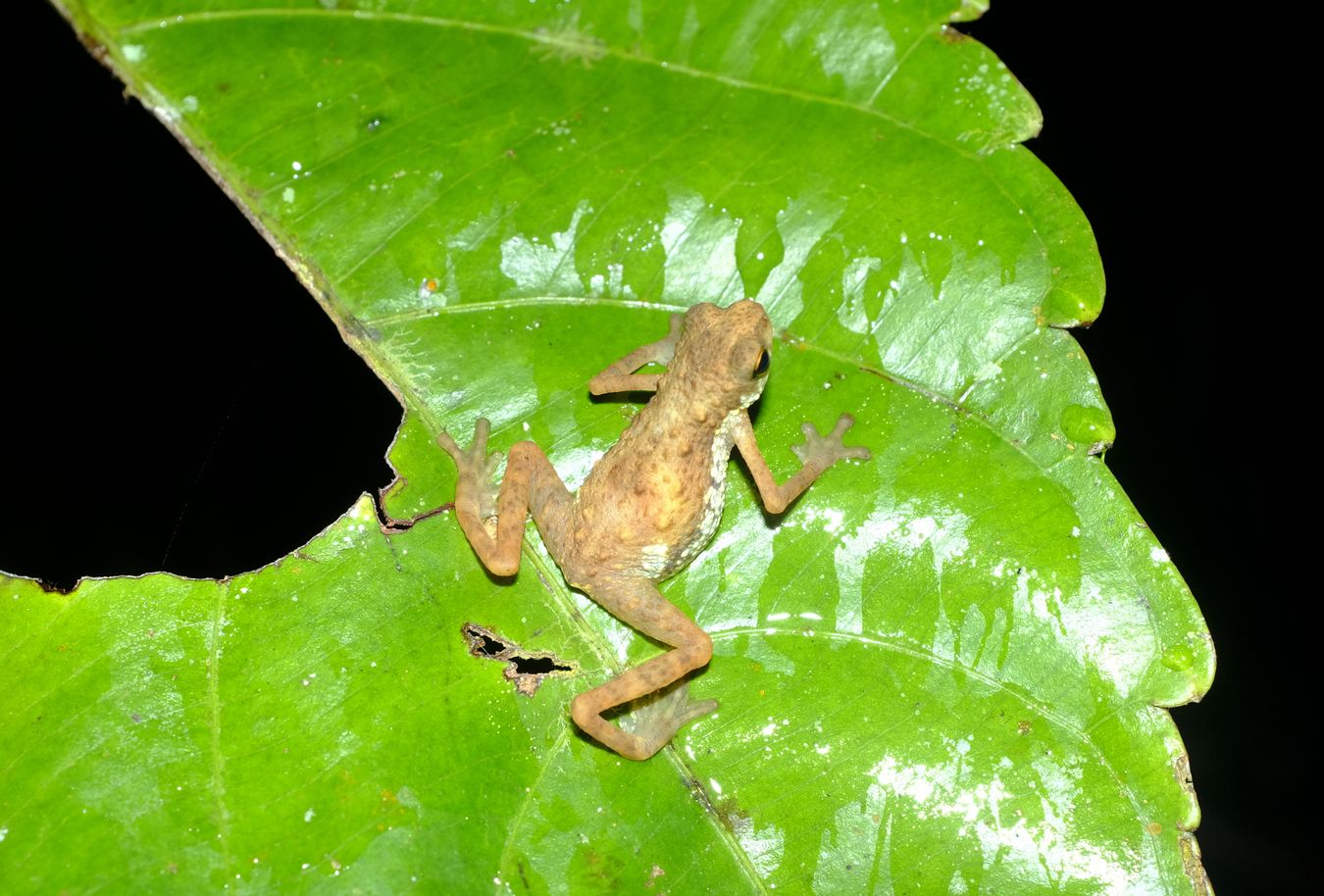 Dwarf Toad { Pelophryne Signata }