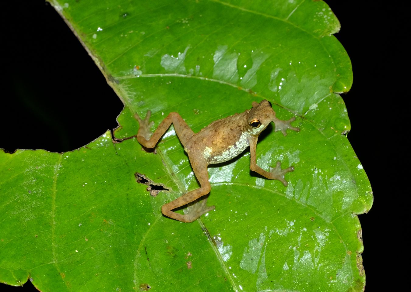 Dwarf Toad { Pelophryne Signata }