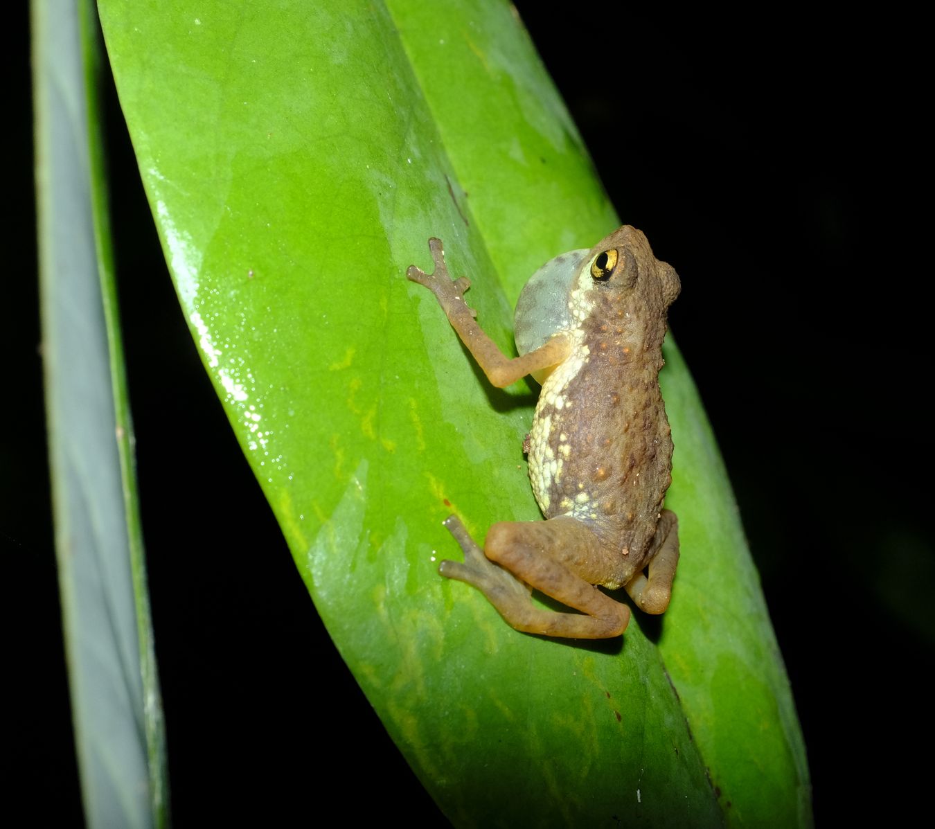 Dwarf Toad { Pelophryne Signata }