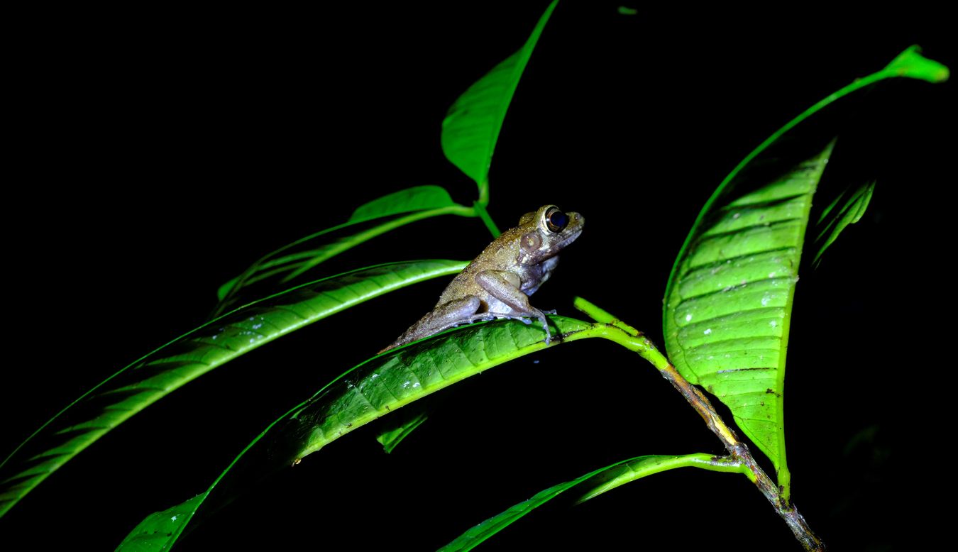 Lesser Swamp Frog { Limmonectes Leucomystax }