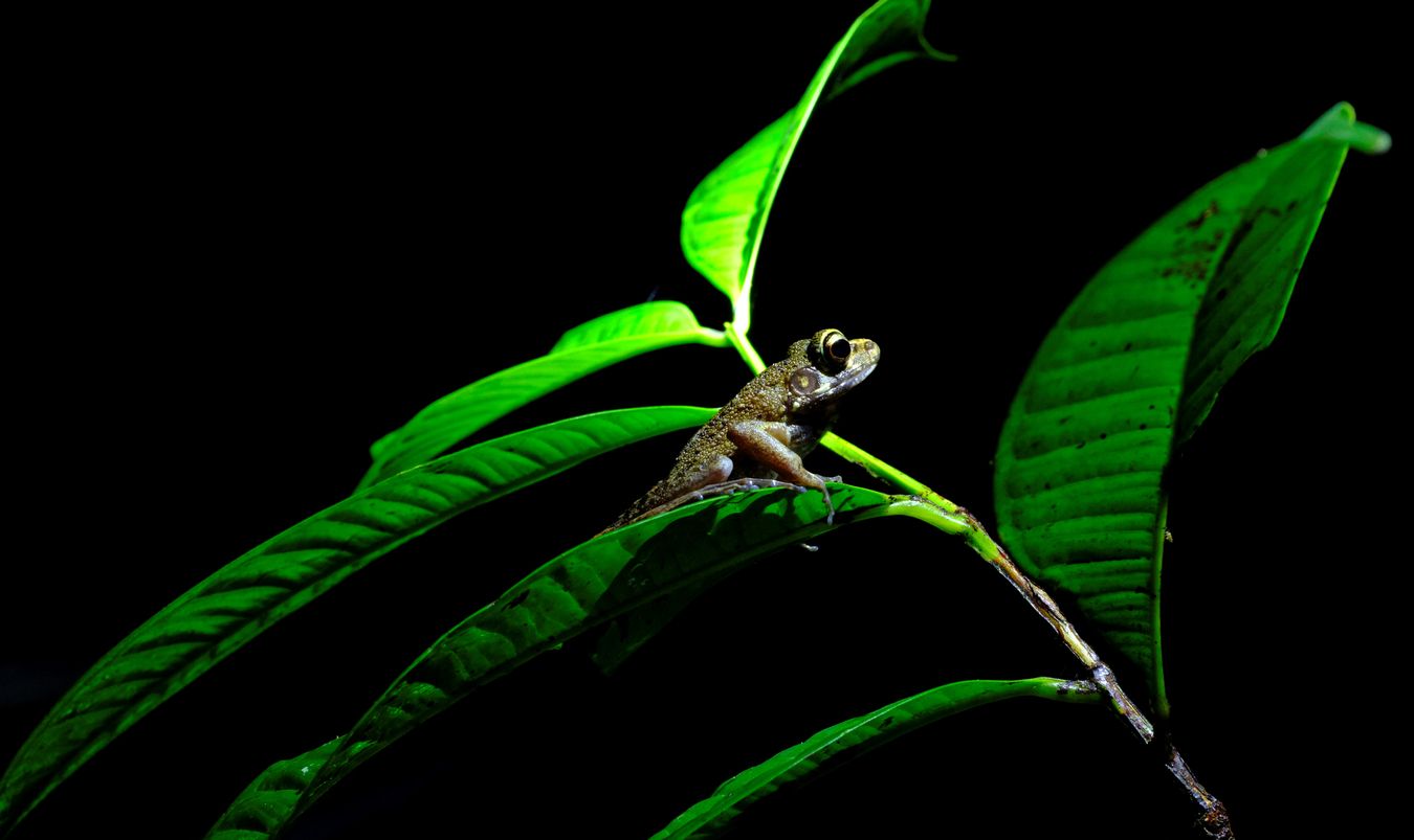 Lesser Swamp Frog { Limmonectes Leucomystay }