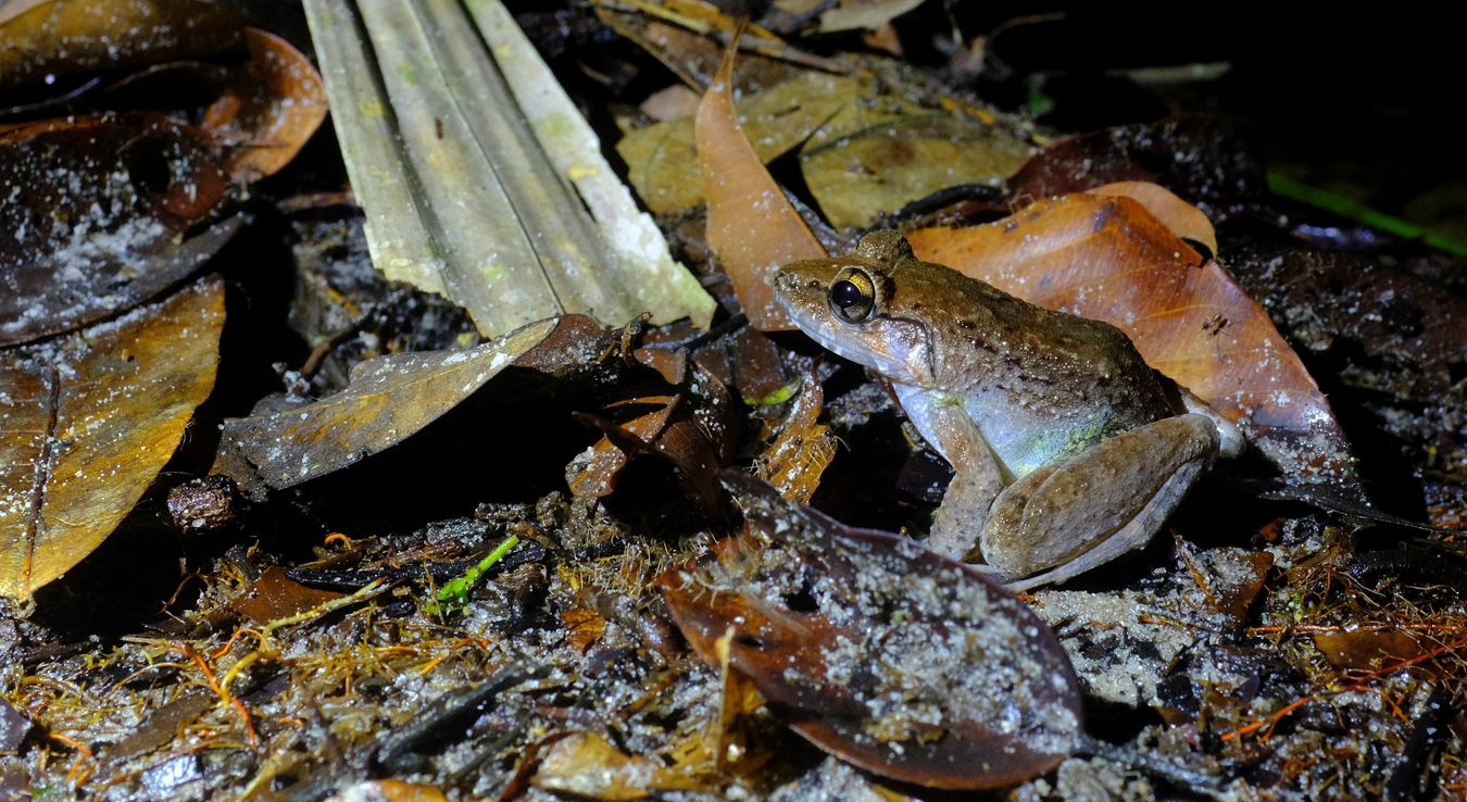 Peat Swamp Frog { Limmonectes Malesianus }