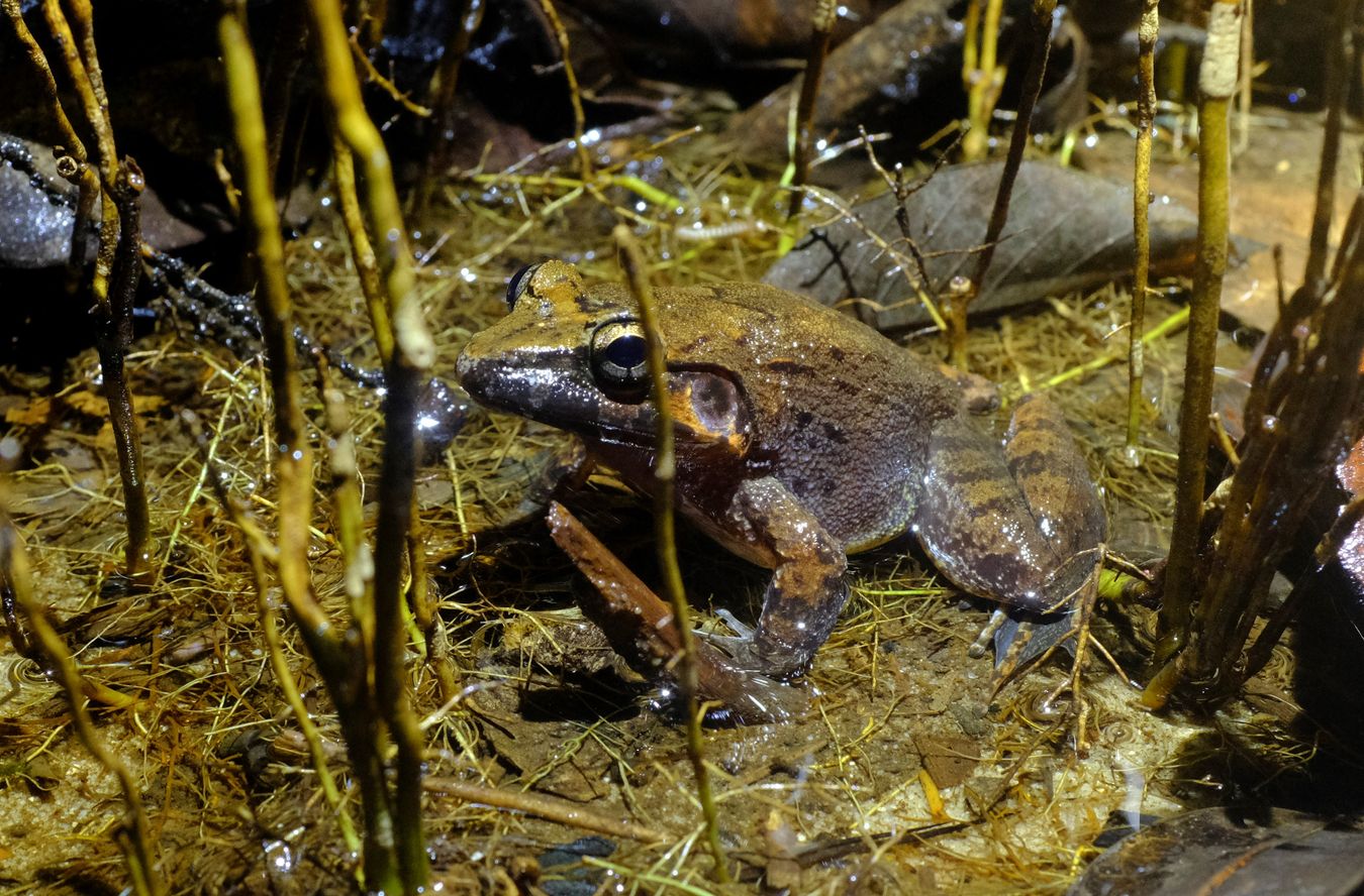 Peat Swamp Frog { Limmonectes Malesianus }