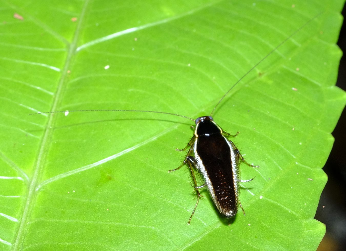 Margattea Longealata Cocroach { Blattodea Ectobiidae }