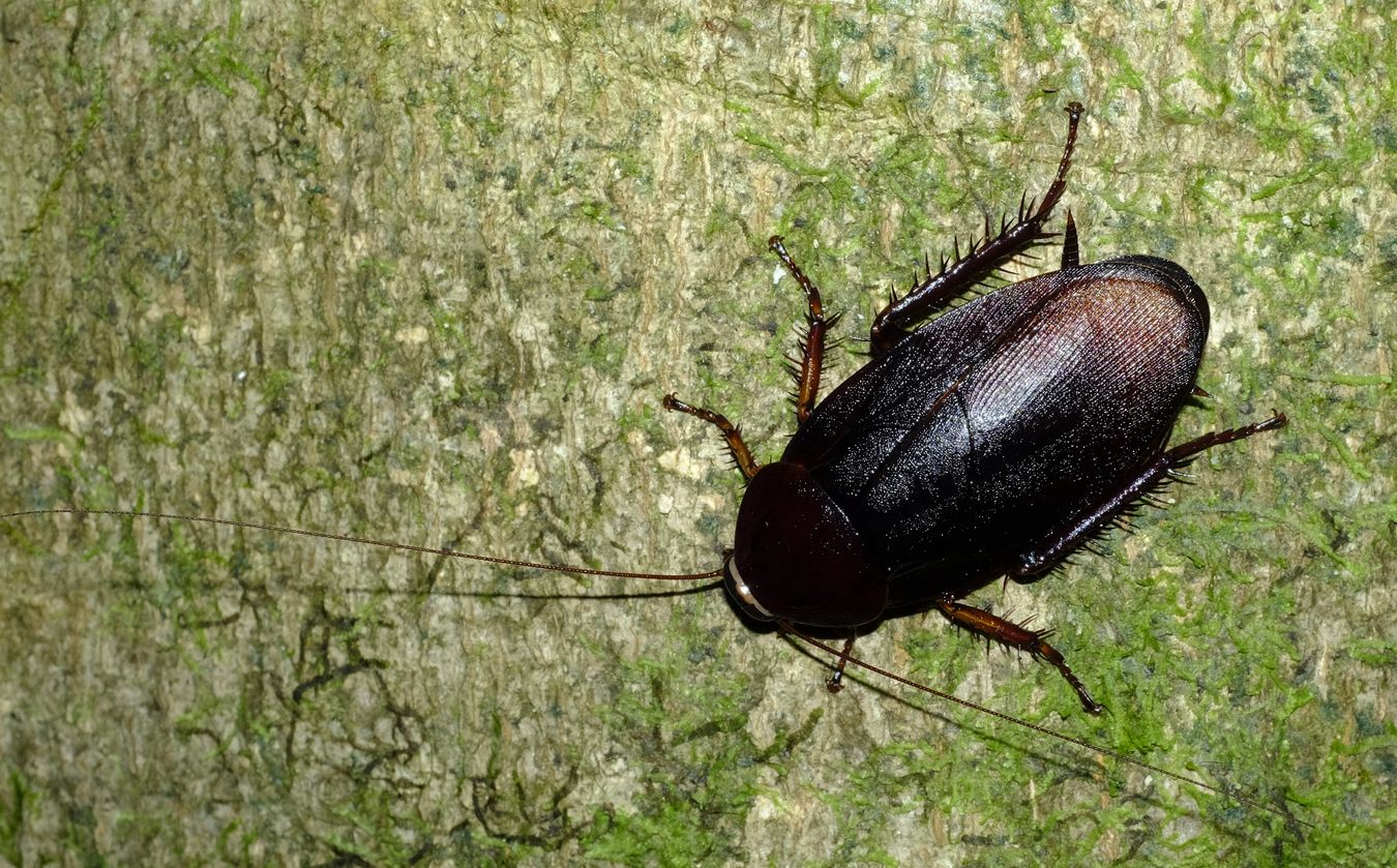 Surinam Cockroach { Pycnoscelus Surinamensis }