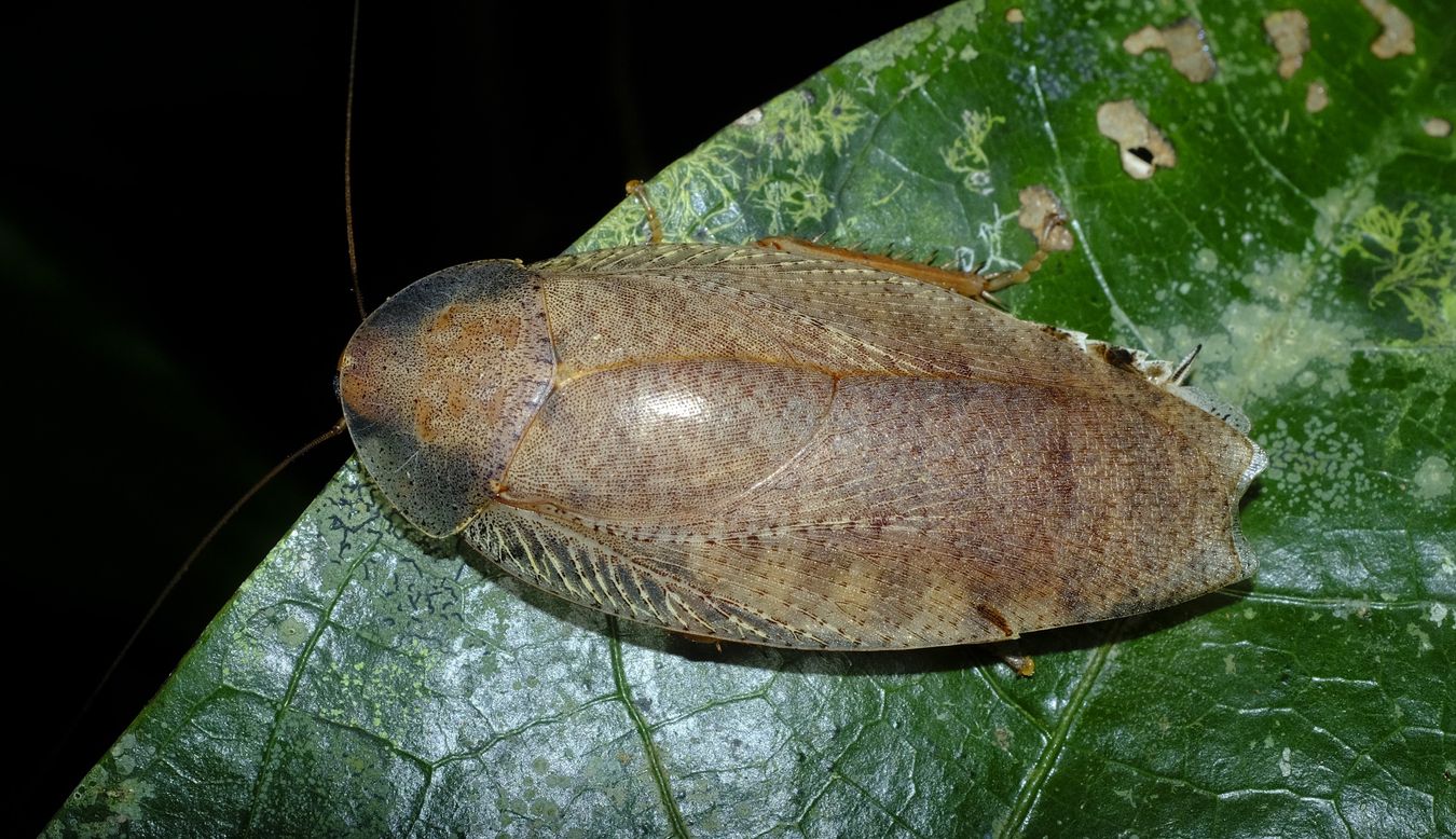Giant Cockroach { Morphna Maculata }