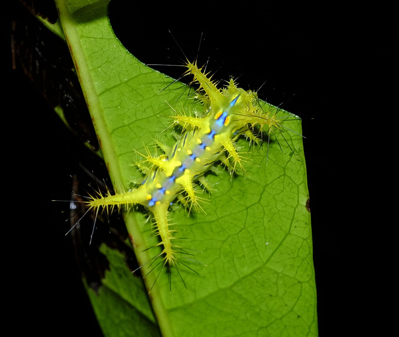 Moth Caterpillar { Lepidoptera Limacodidae }