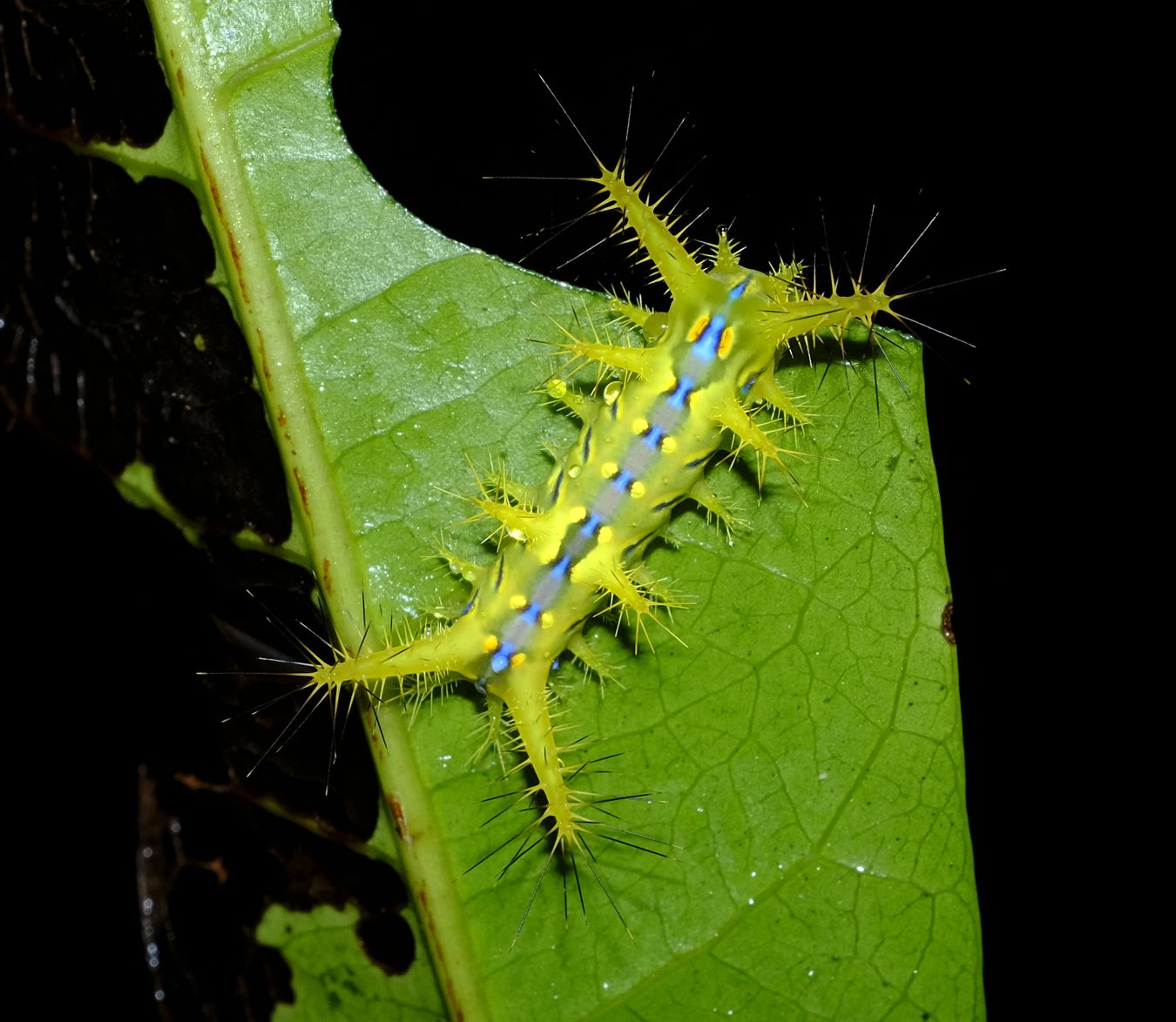 Moth Caterpillar { Lepidoptera Limacodidae }