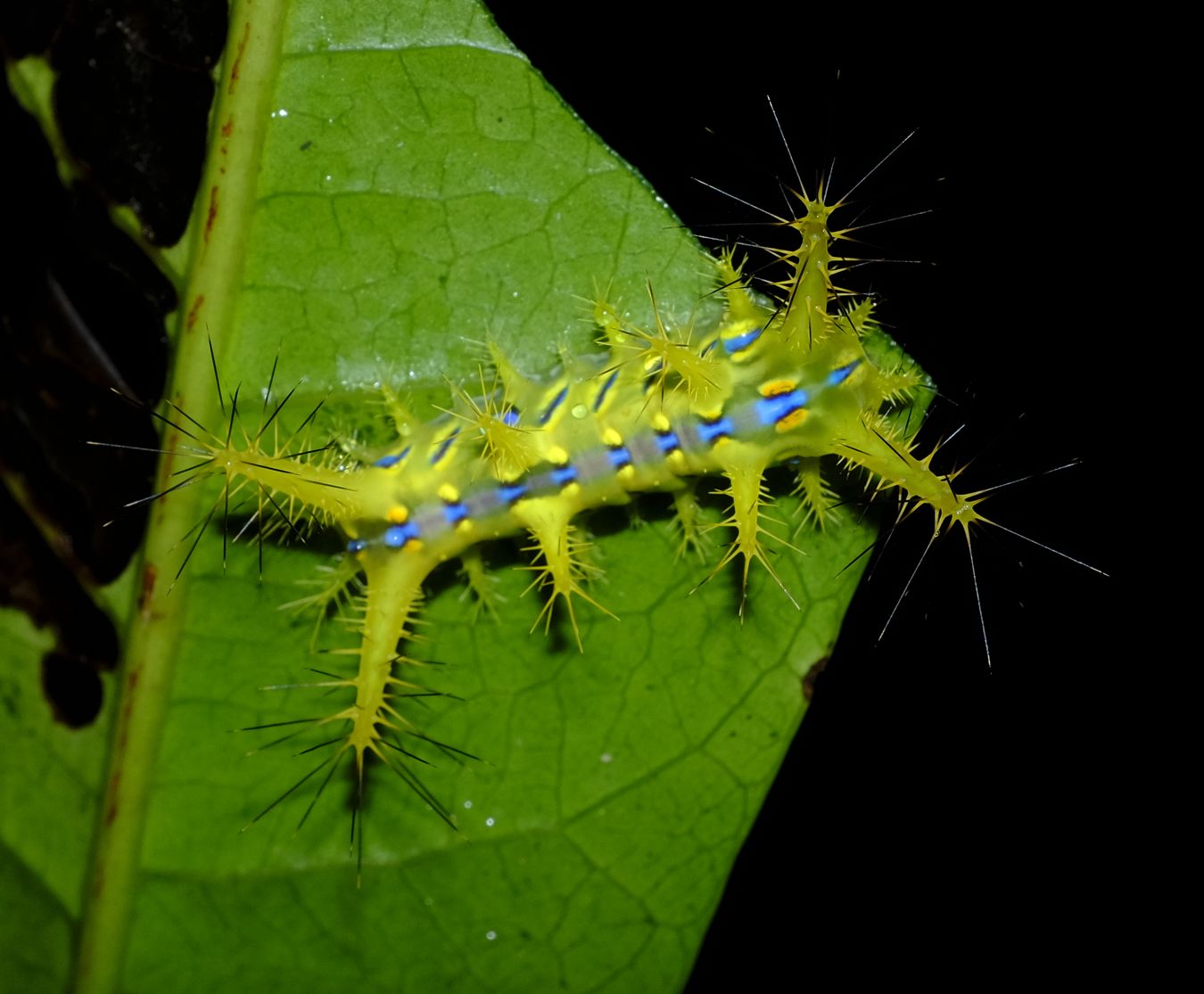 Moth Caterpillar { Lepidoptera Limacodidae }