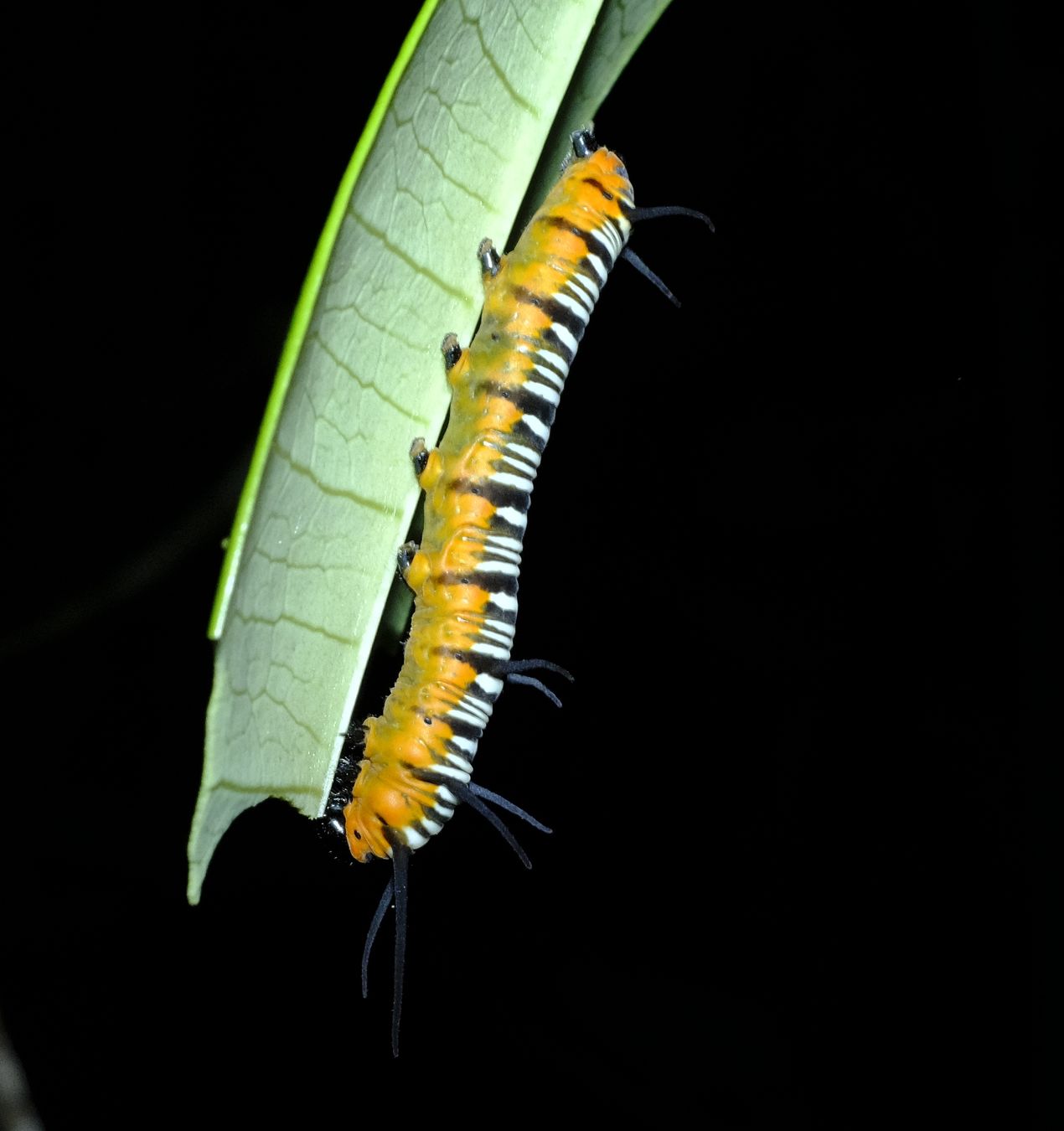 Striped Blue Crow Butterfly Caterpillar { Euploea Mulciber }