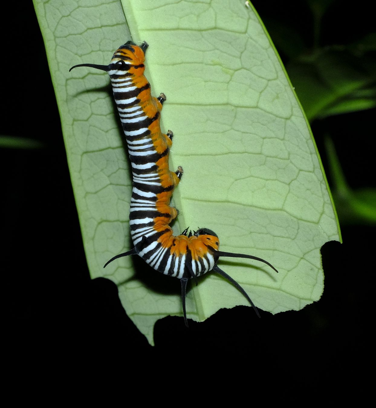 Striped Blue Crow Butterfly Caterpillar { Euploea Mulciber }