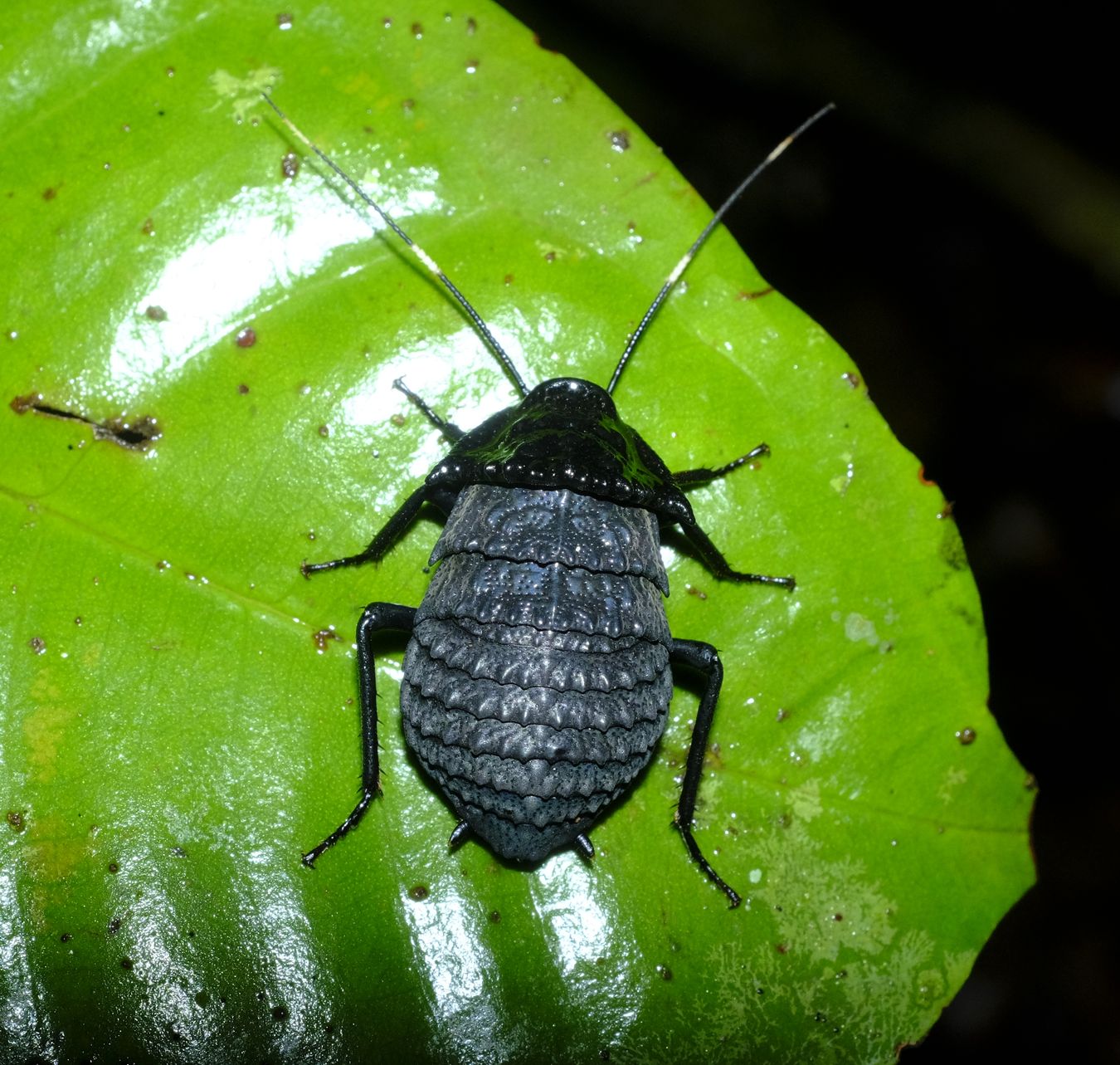 Male Armored Cockroach { Catara Rugosicollis }