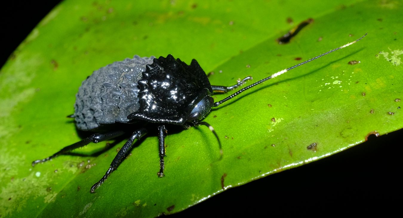 Male Armored Cockroach { Catara Rugosicollis }