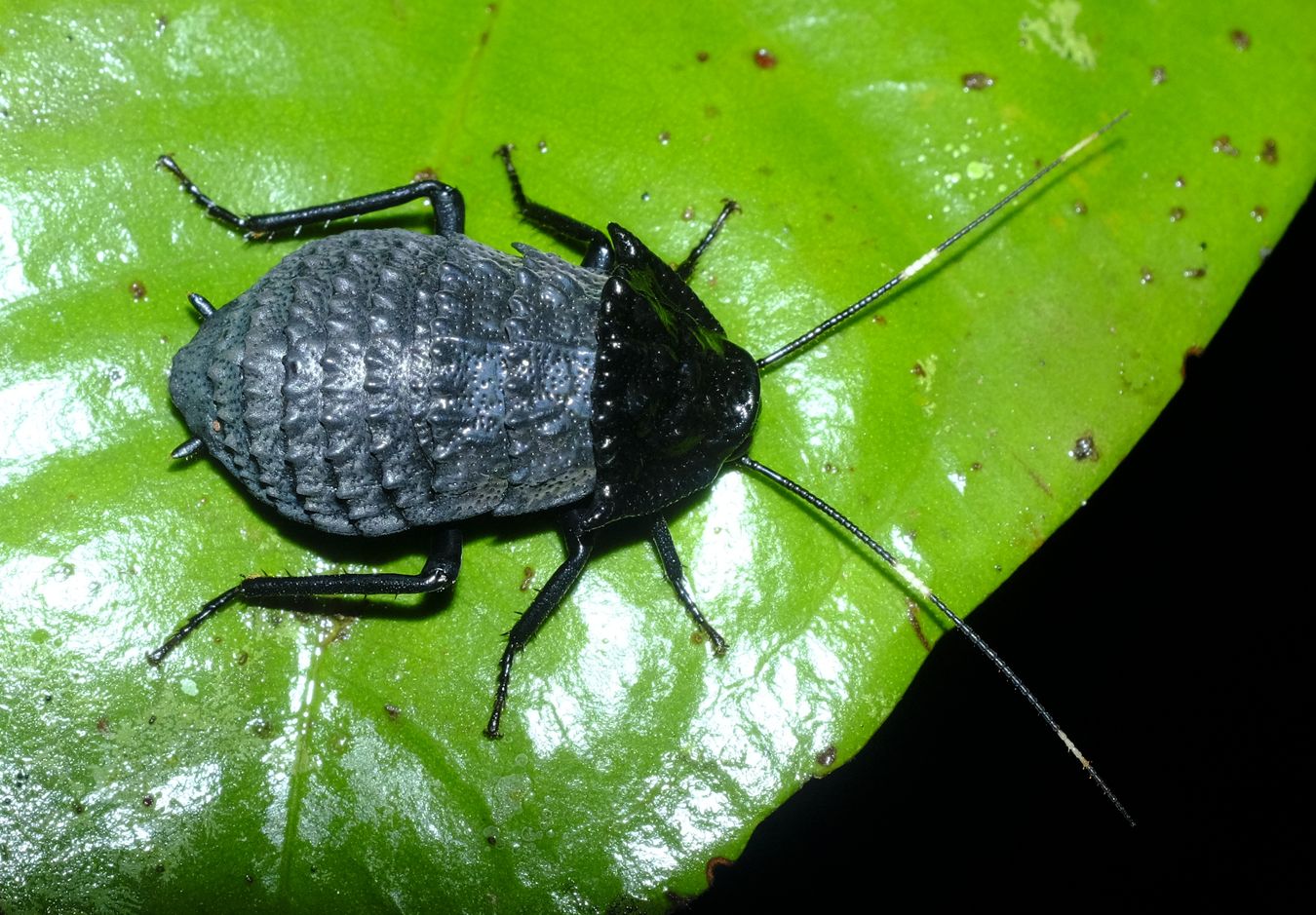 Male Armored Cockroach { Catara Rugosicollis }