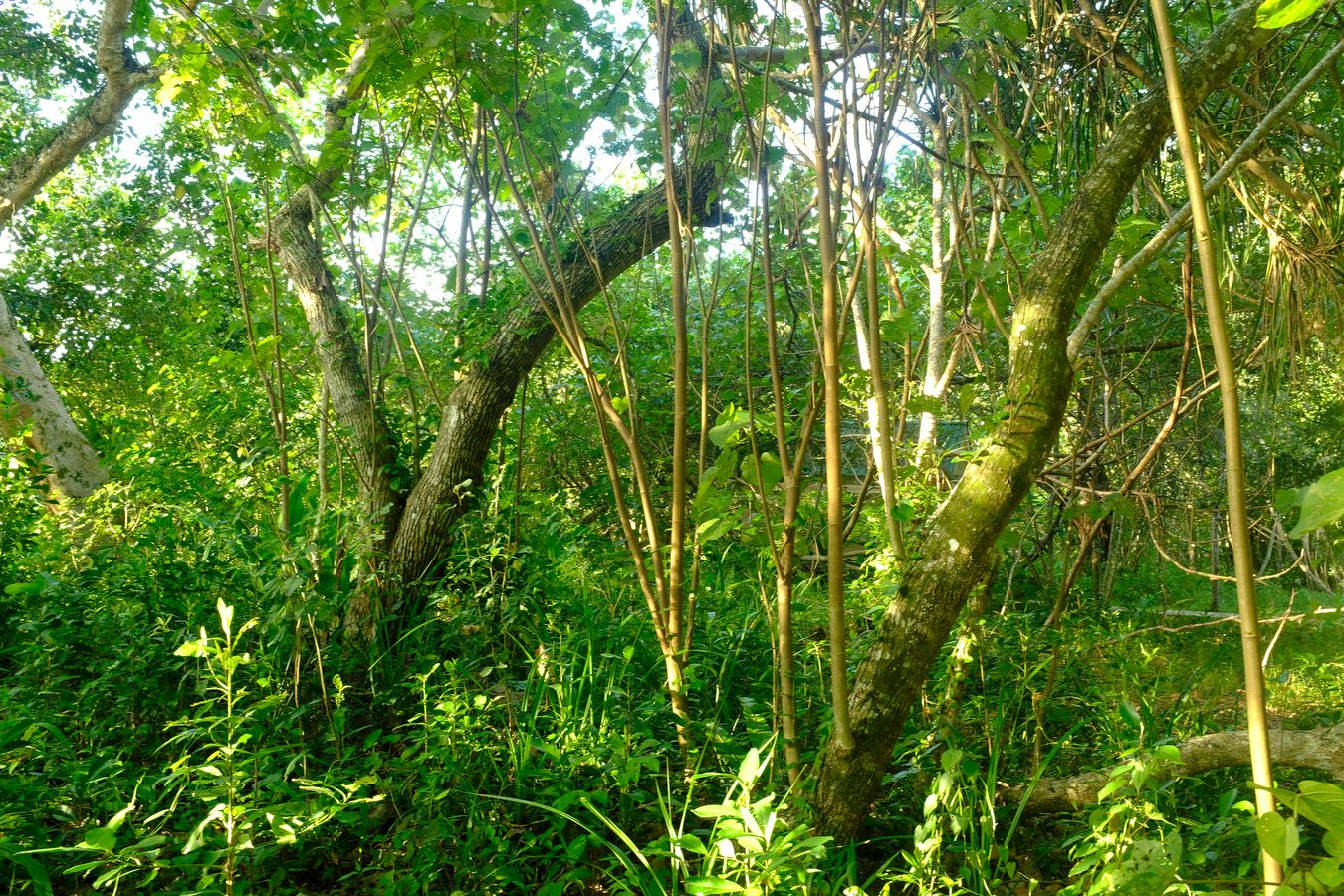 Beach Vegetation