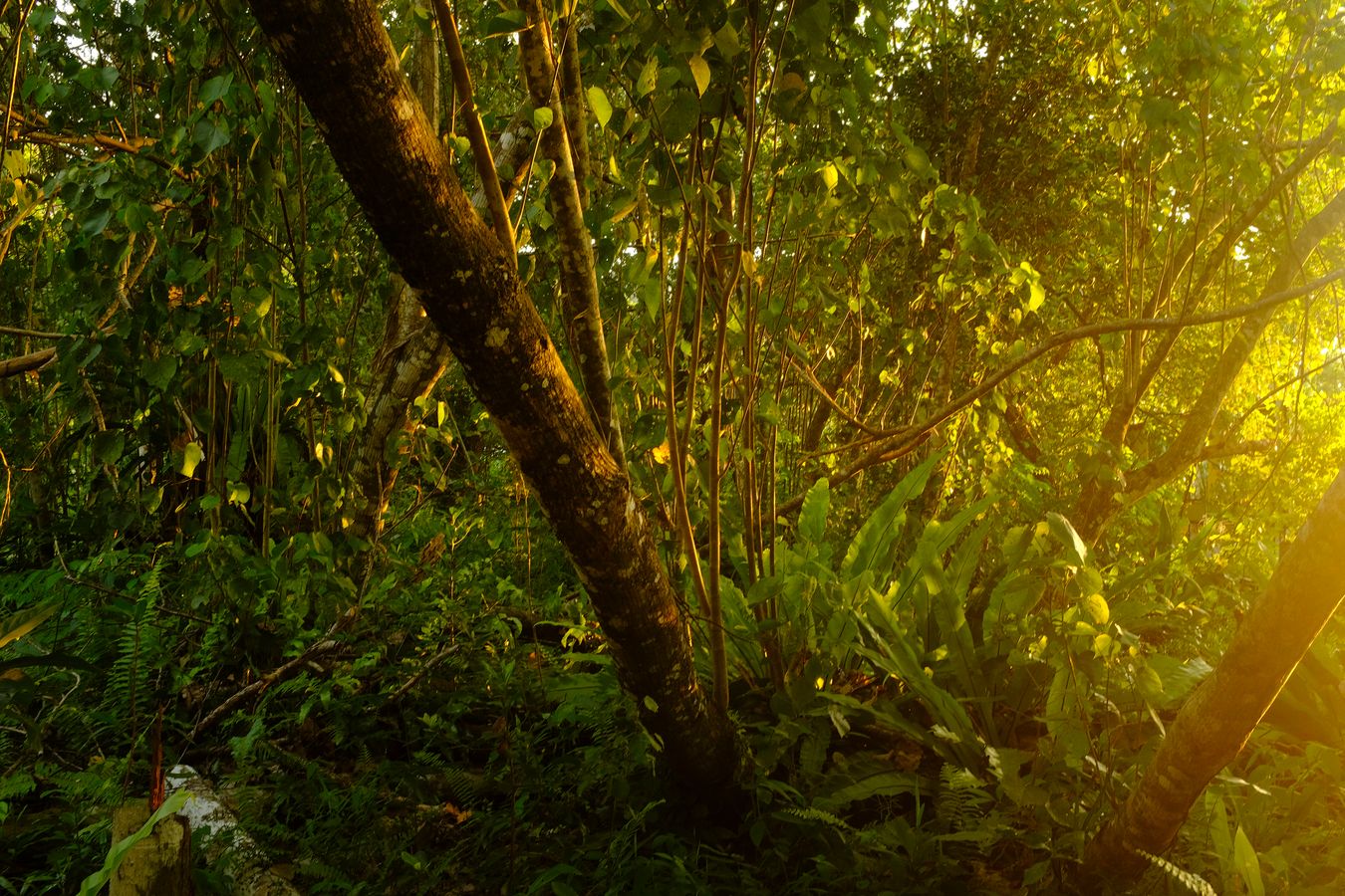 Beach Vegetation