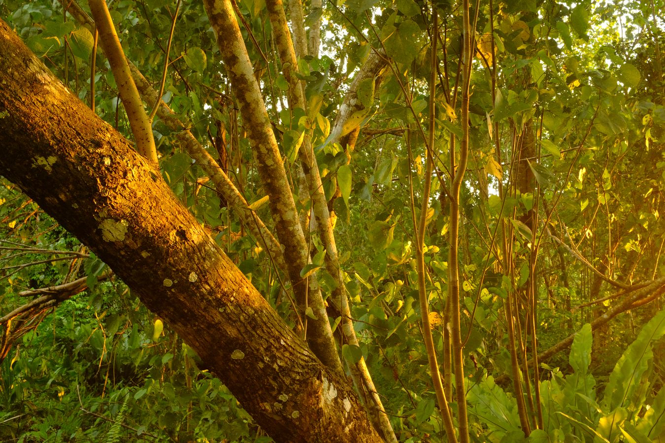 Beach Vegetation