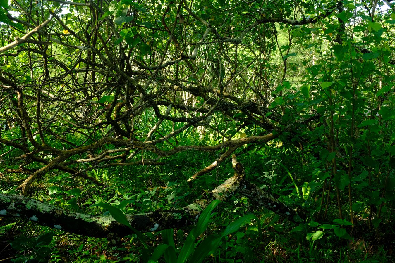 Beach Vegetation