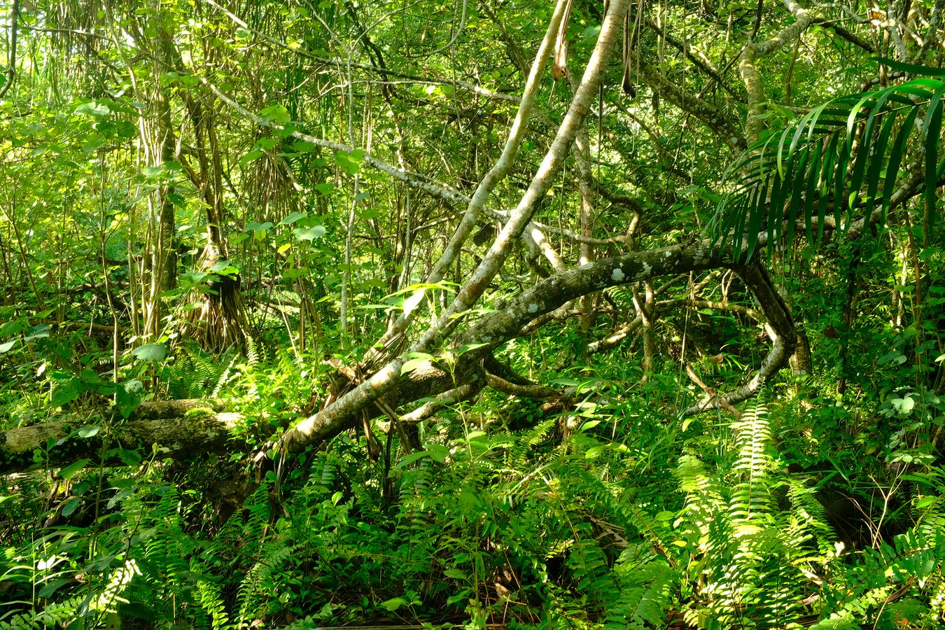 Beach Vegetation