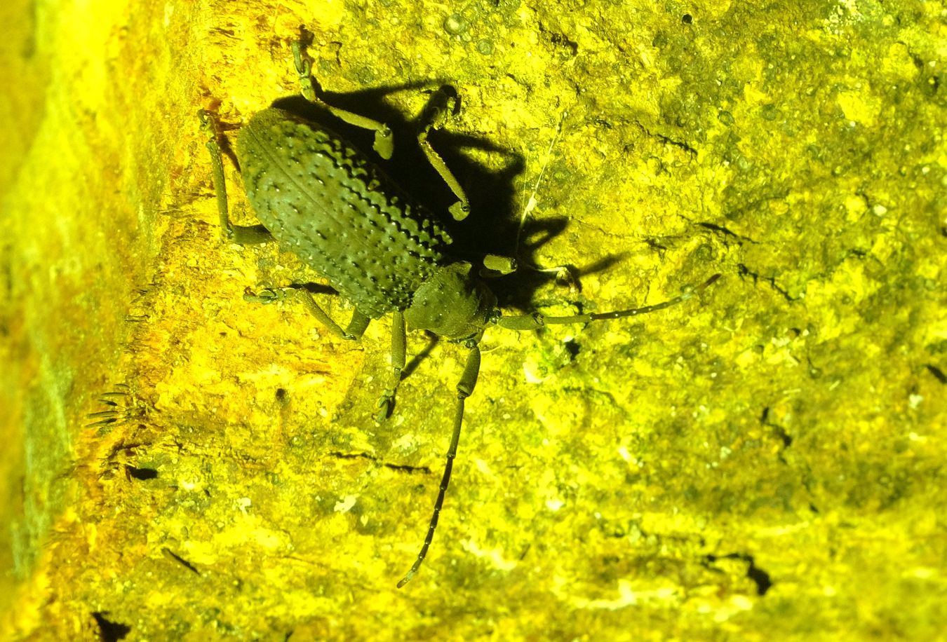 Black Longhorn Beetle { Trachystola Granulata } Coleoptera-Cerambycidae