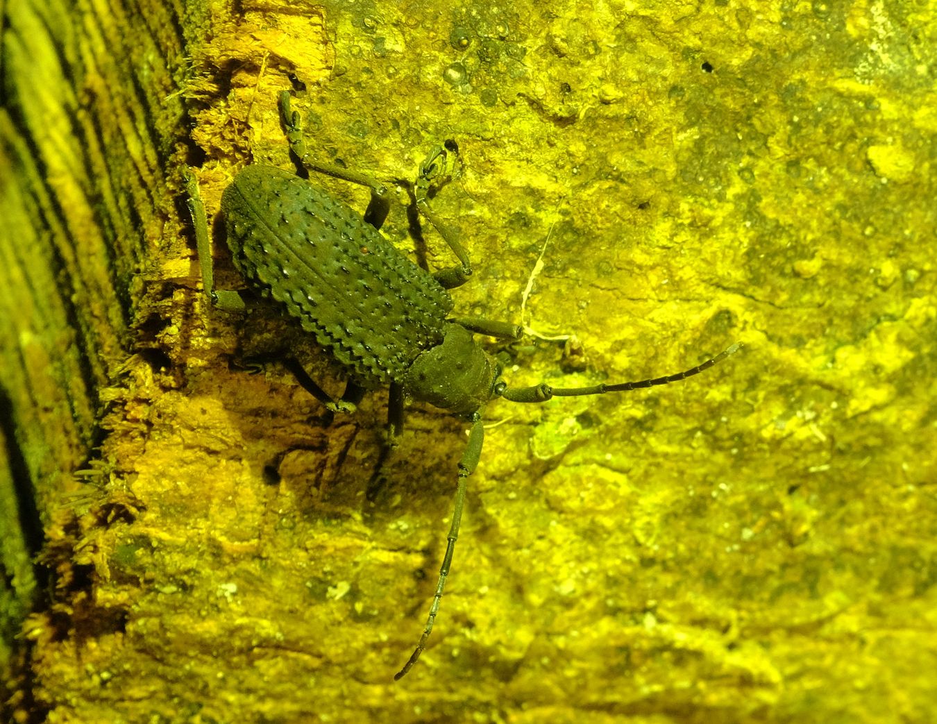 Black Longhorn Beetle { Trachystola Granulata } Coleoptera-Cerambycidae