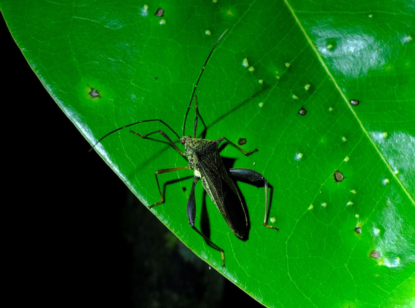 Leaf-Footed Bug { Hemiptera Coreidae }