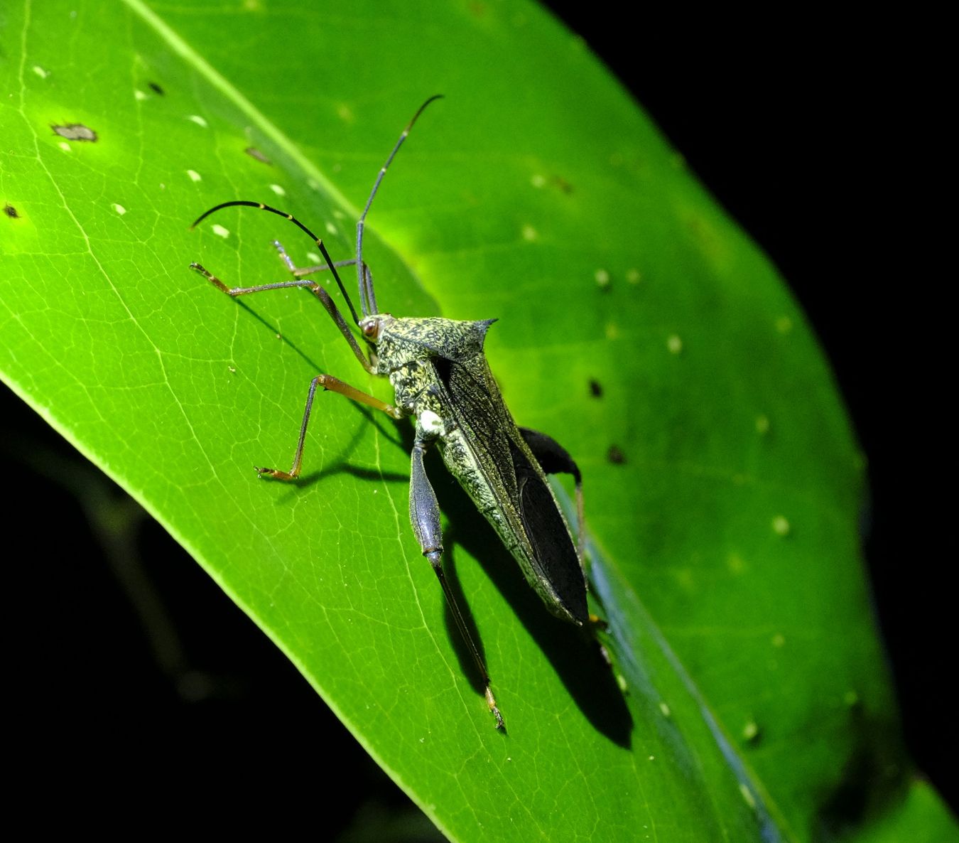 Leaf-Footed Bug { Hemiptera Coreidae }