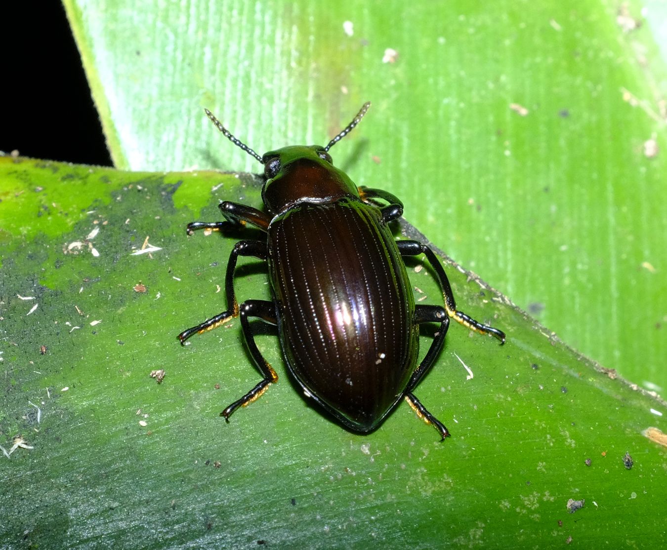Darkling Beetle { Eucyrtu sp. } Coleoptera-Tenebrionidae
