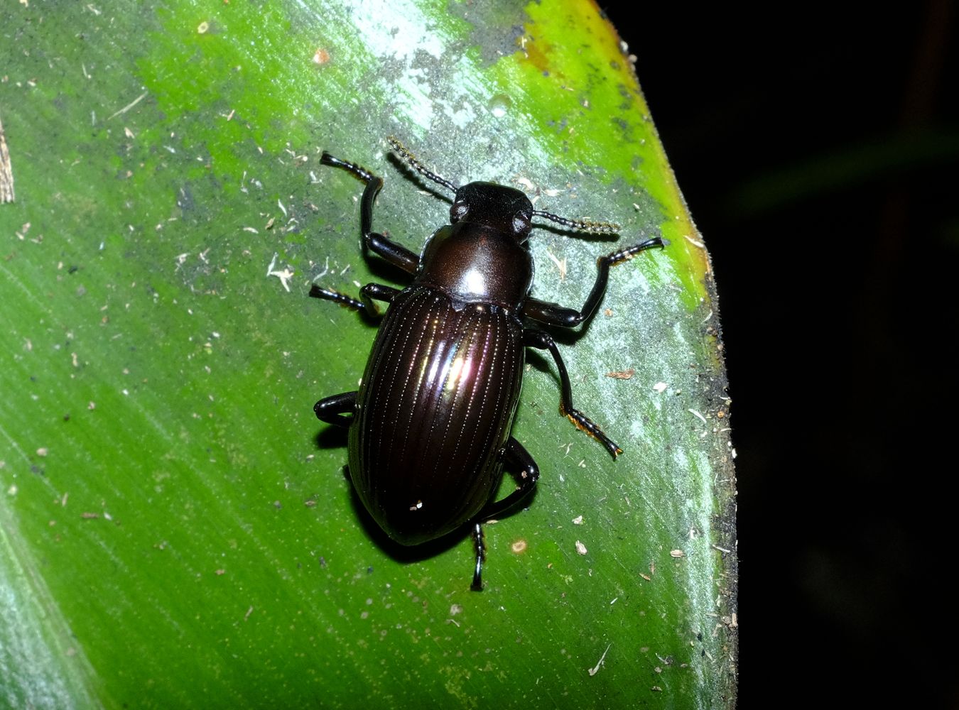 Darkling Beetle { Eucyrtu sp. } Coleoptera-Tenebrionidae