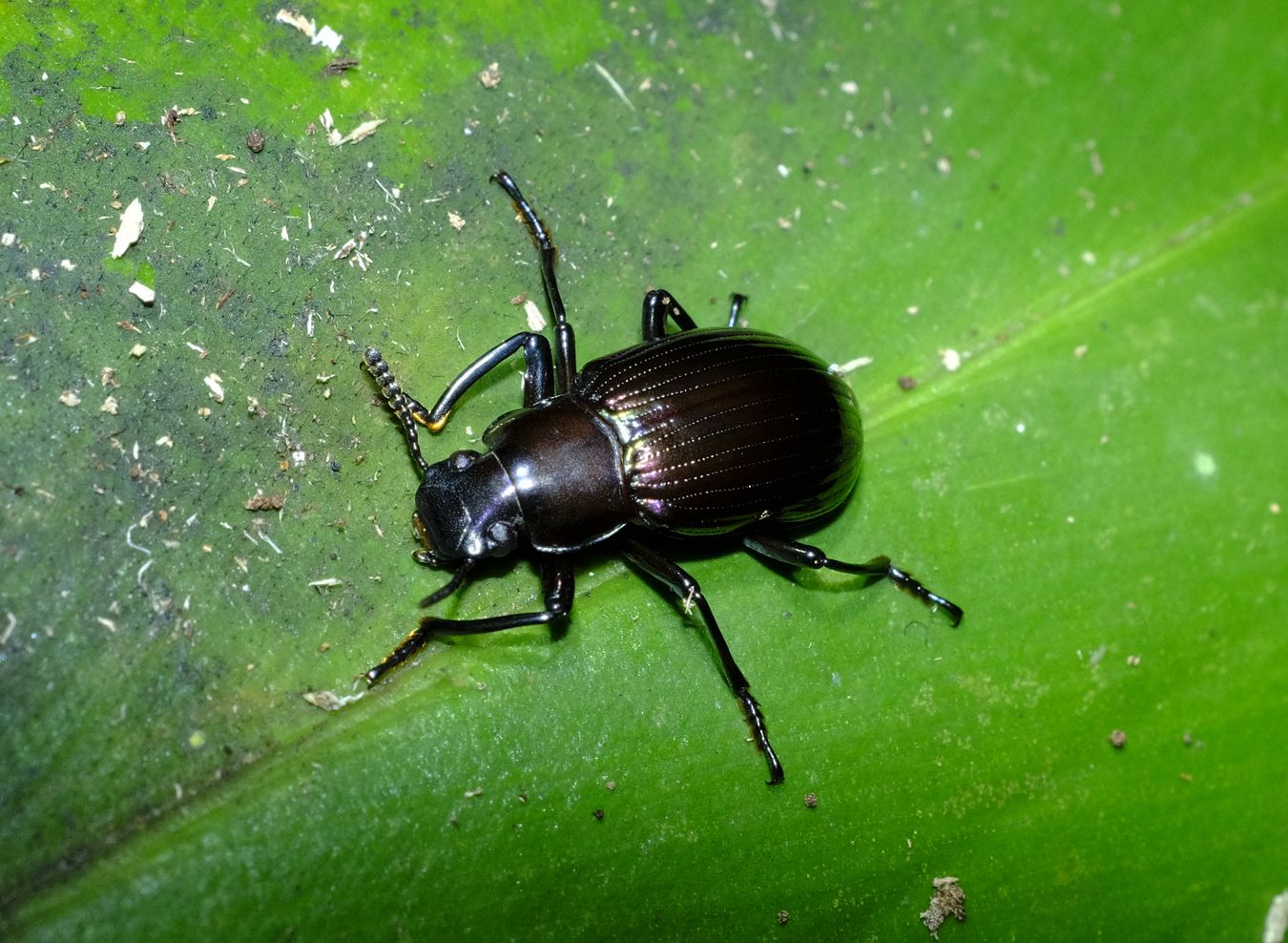 Darkling Beetle { Eucyrtu sp. } Coleoptera-Tenebrionidae