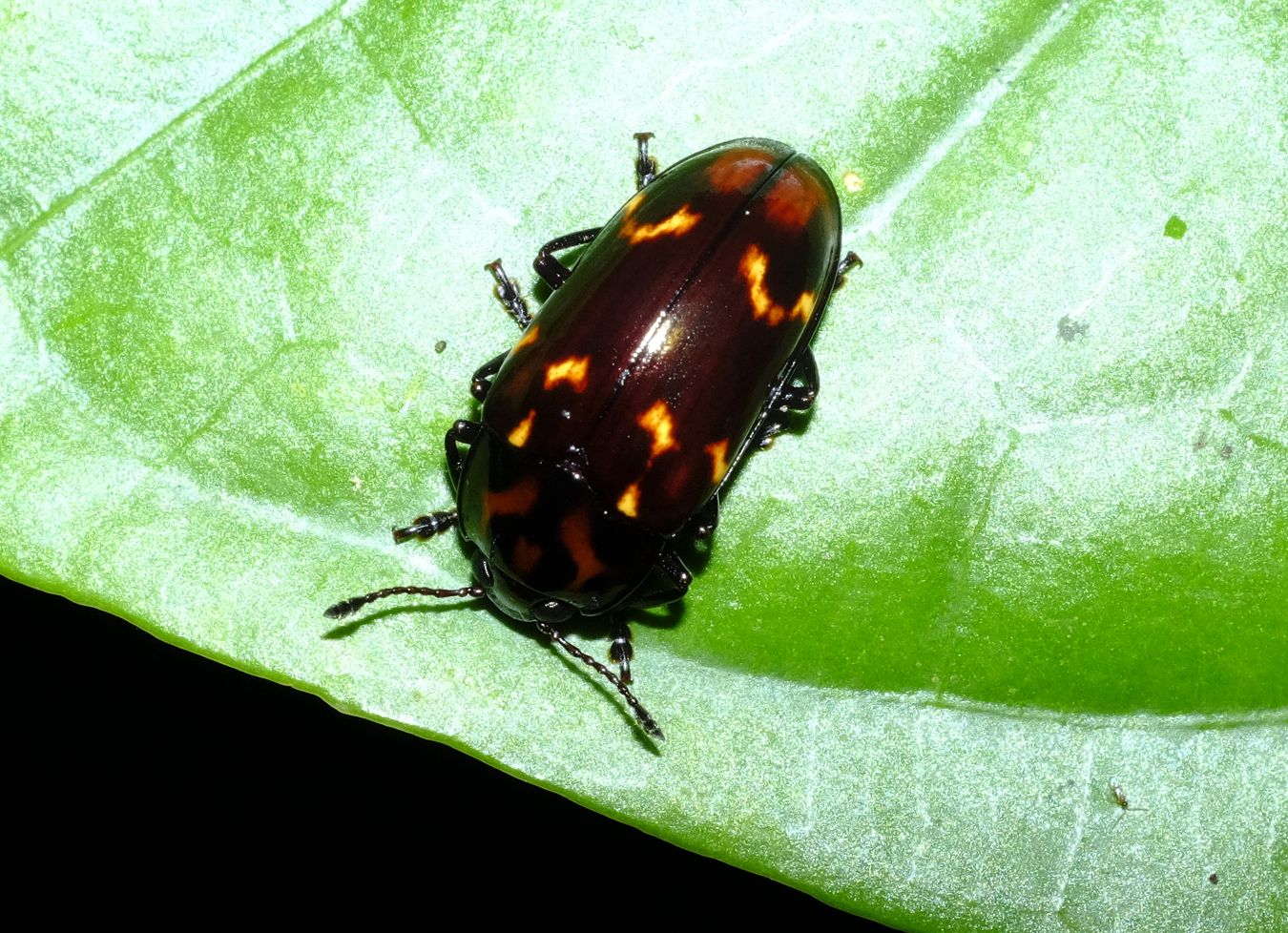 Pleasing Fungus Beetle { Triplatoma } Coleoptera-Erotylidae