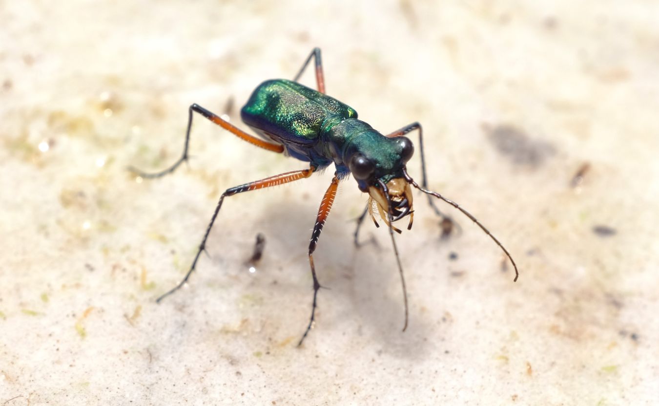 Tiger Beetle { Heptodonta Analis } Coleptera-Cicindelinae