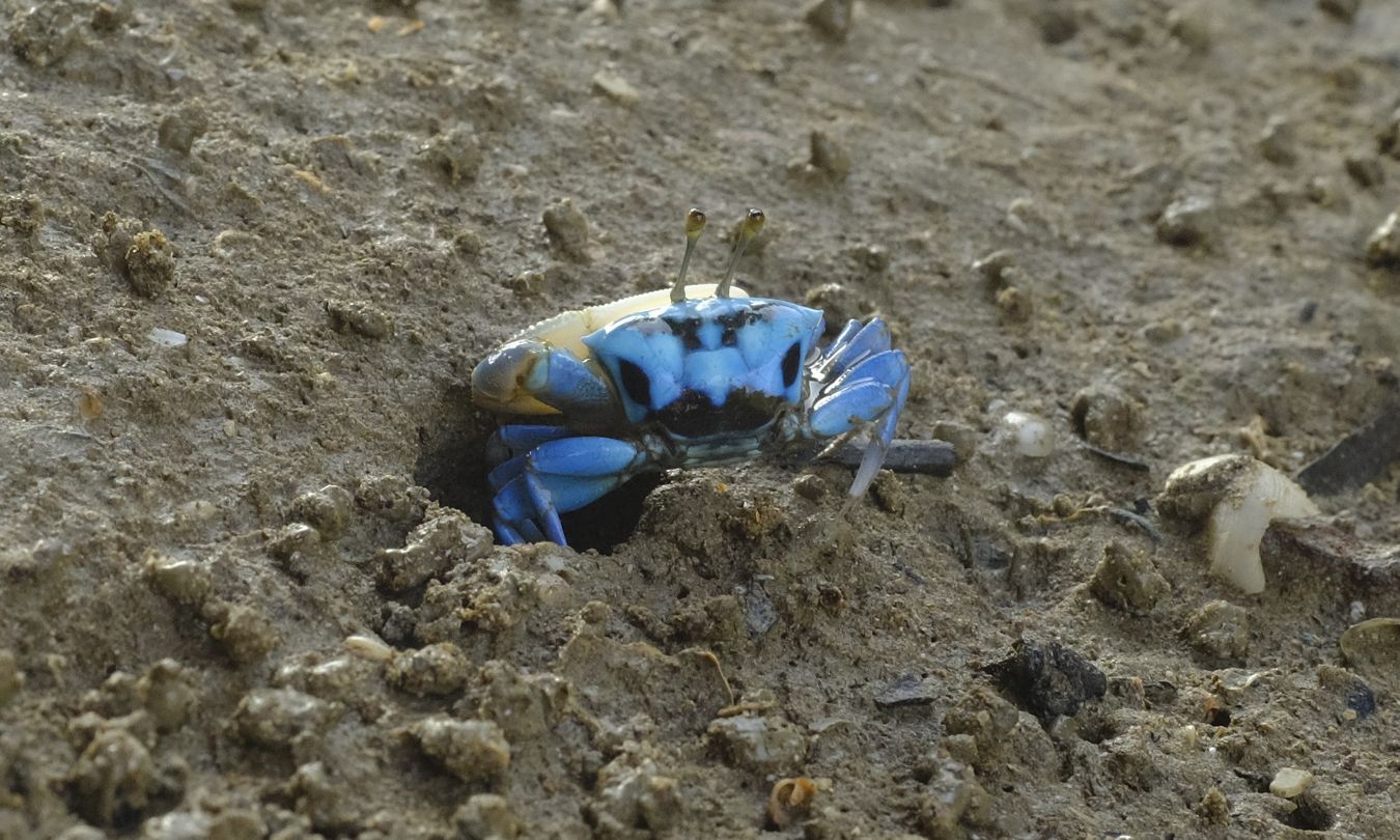 Male Blue Fiddler Crab { Gelasimus Tetrogonon }