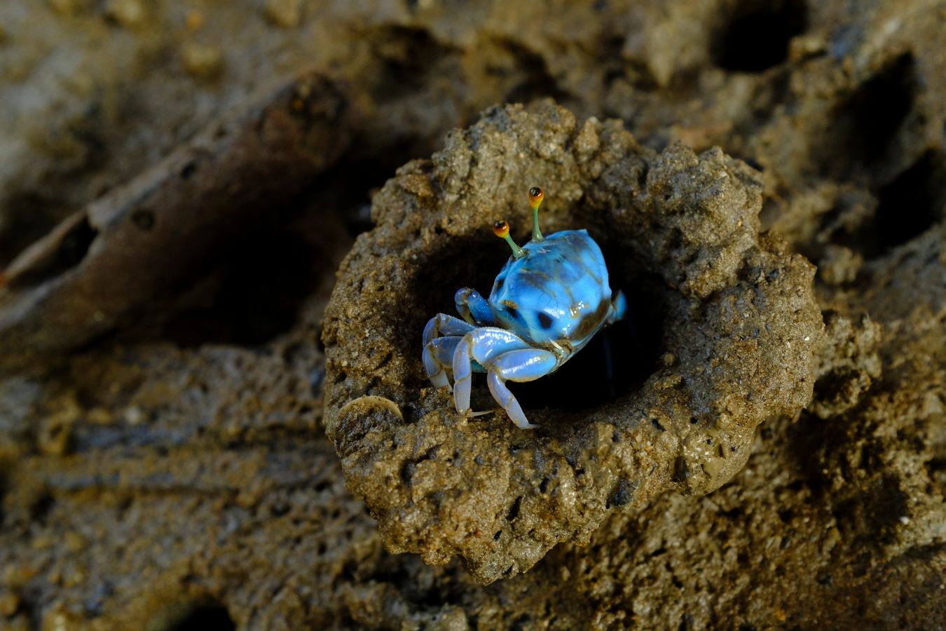 Female Blue Fiddler Crab { Gelasimus Tetrogonon }