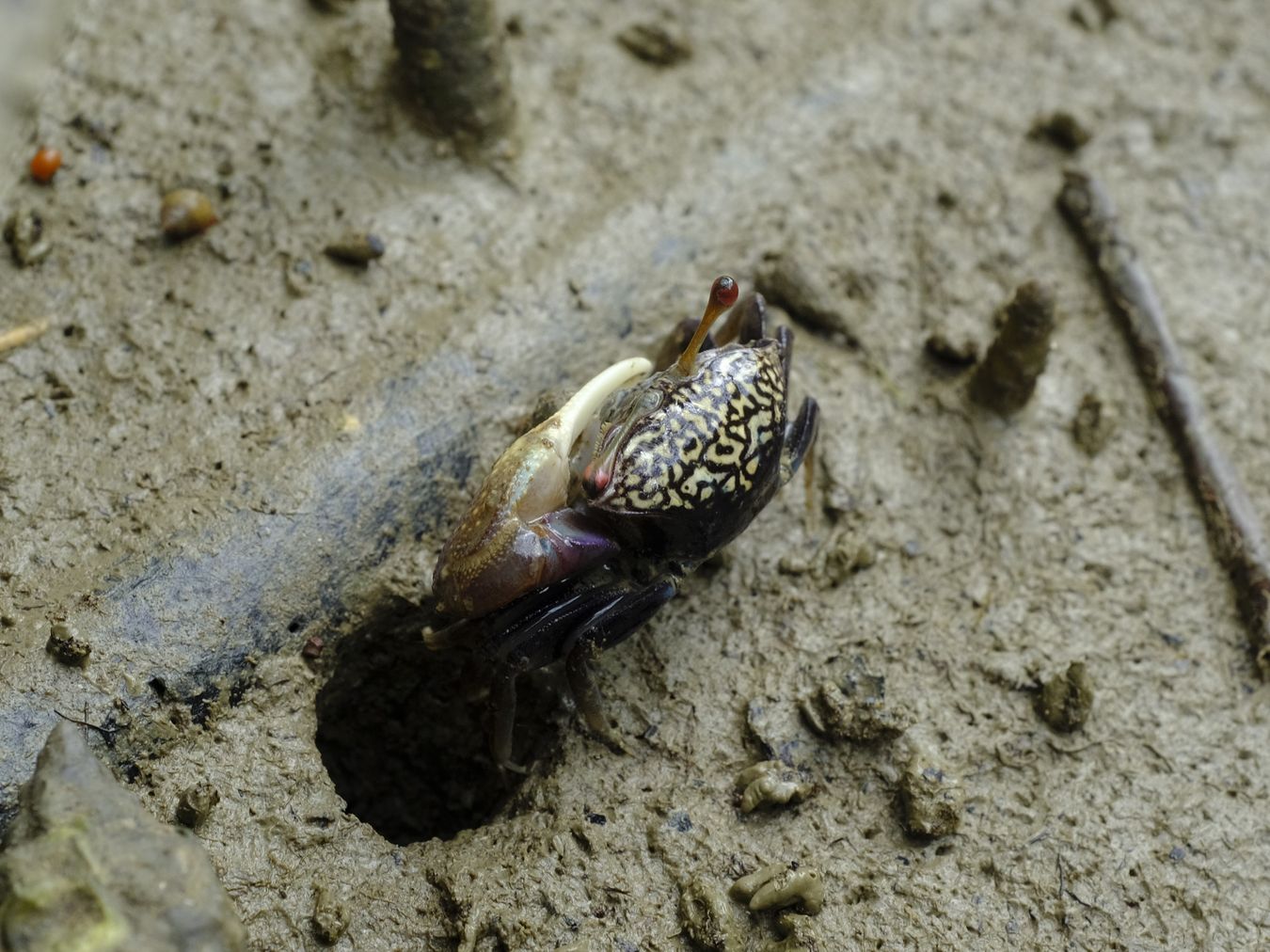 Male Ring-Legged Fiddler Crab { Austruca Annulipes }