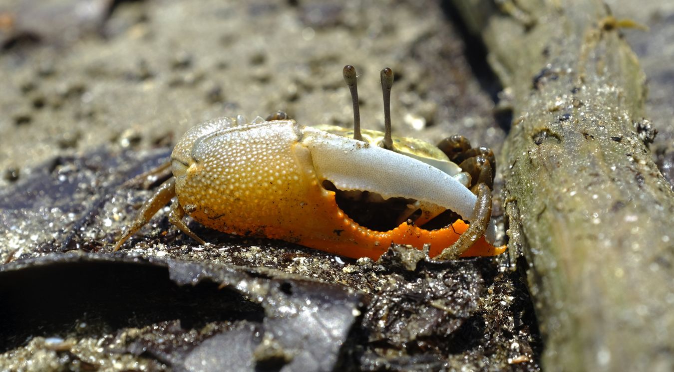 Male Ring-Legged Fiddler Crab { Austruca Annulipes }