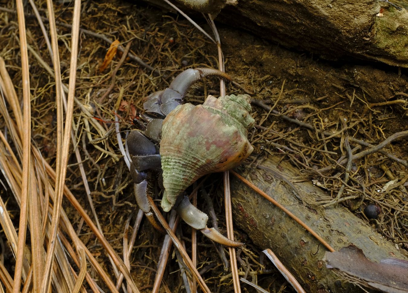 Viola Land Hermit Crab { Coenobita Violascens }