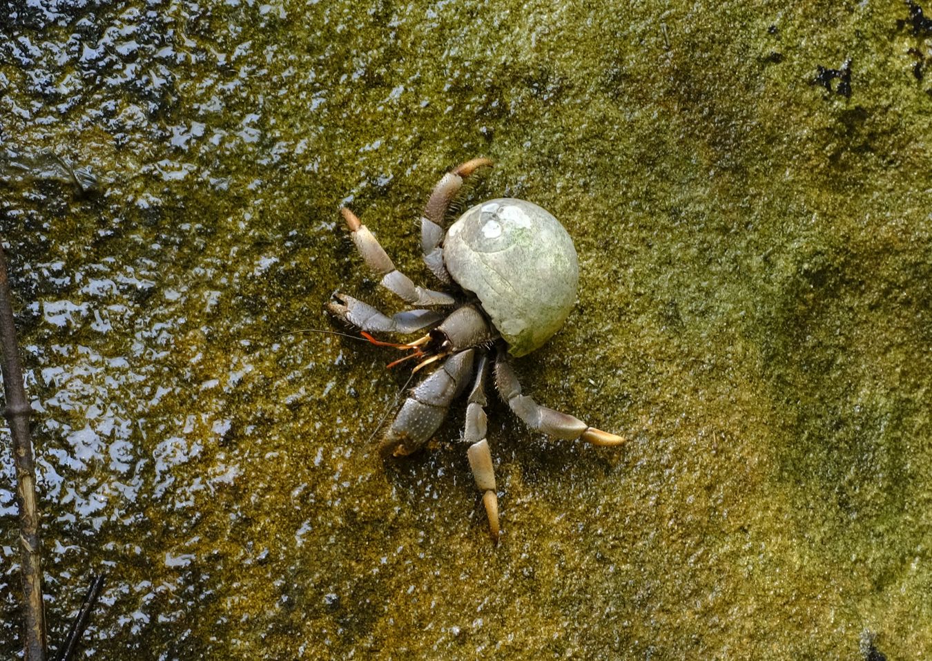 Viola Land Hermit Crab { Coenoobita Violascens }