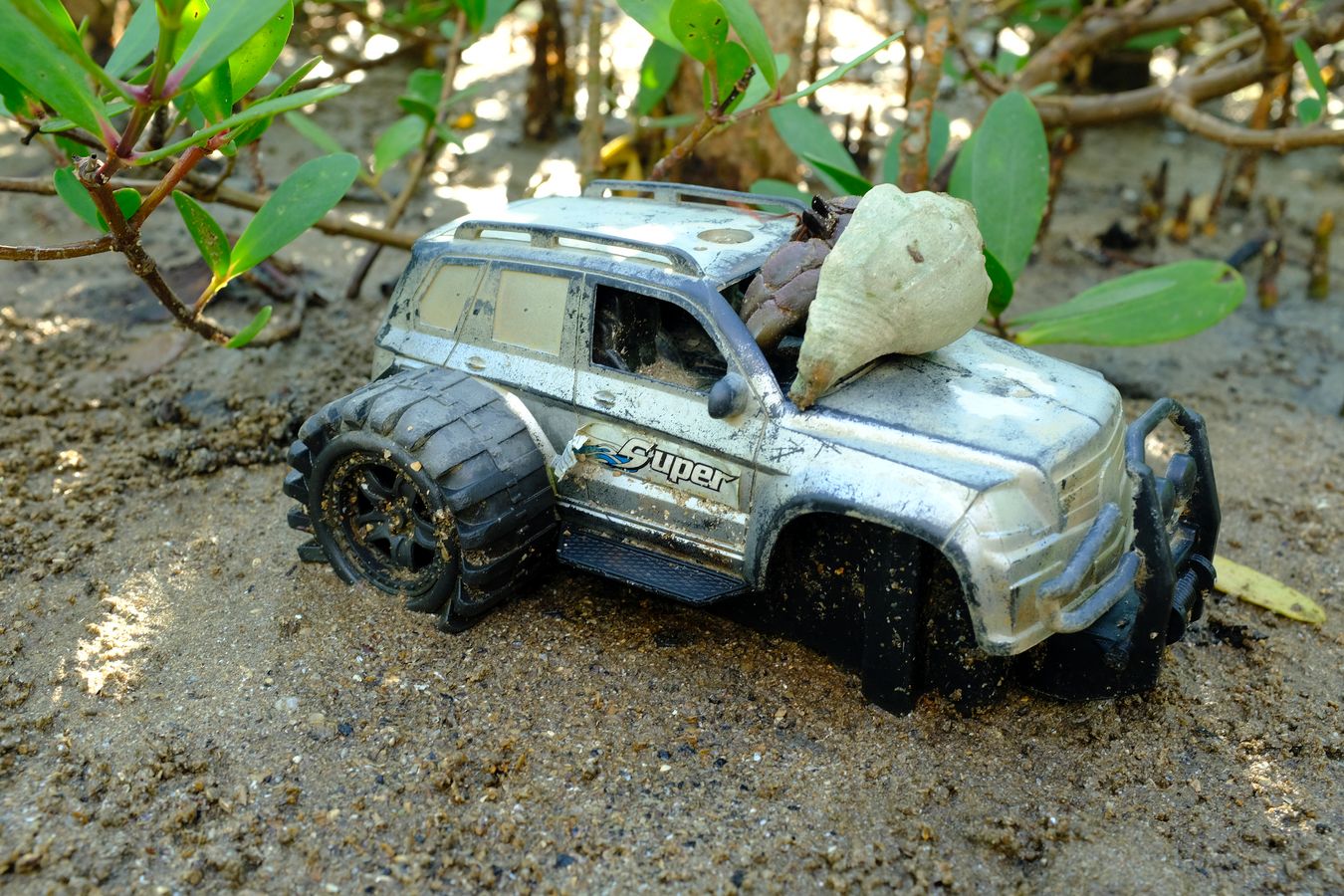 Viola Land Hermit Crab in a Toy Plastic Car in the Mangrove { Coenobita Violascens } 