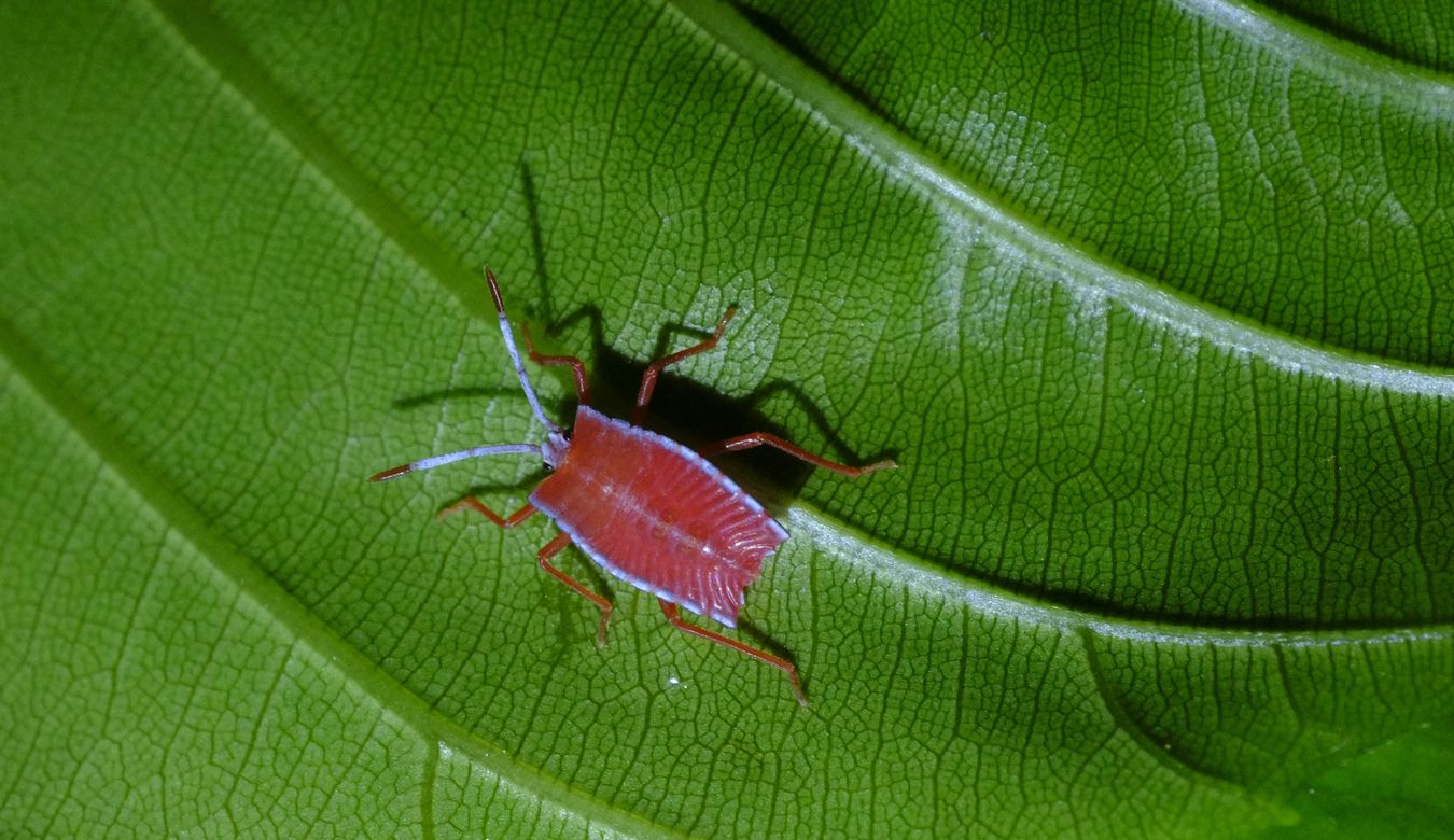 Giant Stink Bug Nymph { Pycanum Rubens } Hemiptera-Tessaratomidae