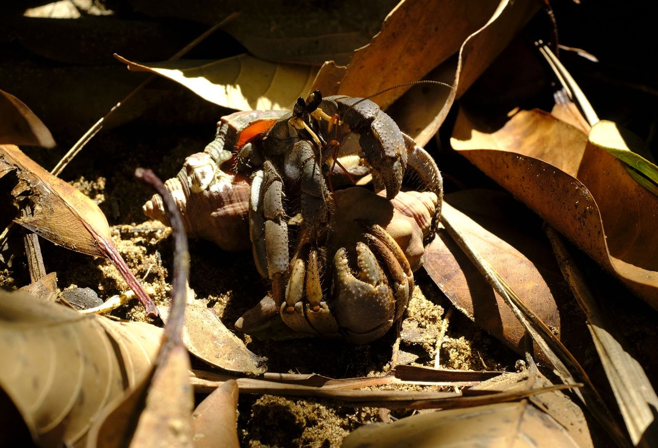 Viola Land Hermit Crab in Courtship and Mating { Coenobita Violascens }