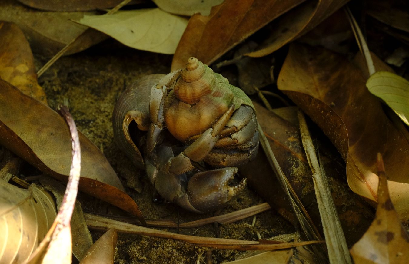 Viola Land Hermit Crab in Courtship and Mating { Coenobita Violascens }