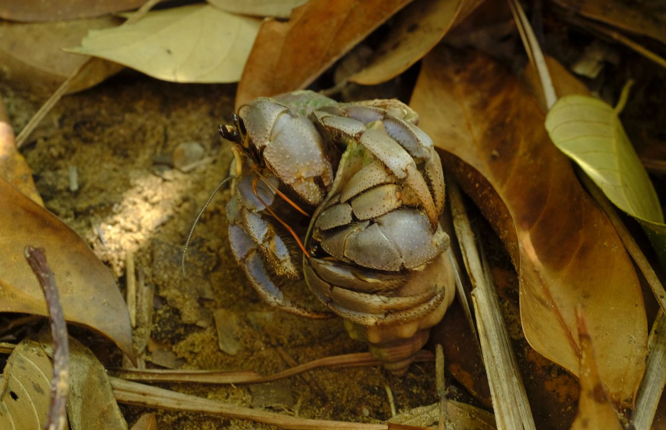 Viola Land Hermit Crab in Courtship and Mating { Coenobita Violascens }