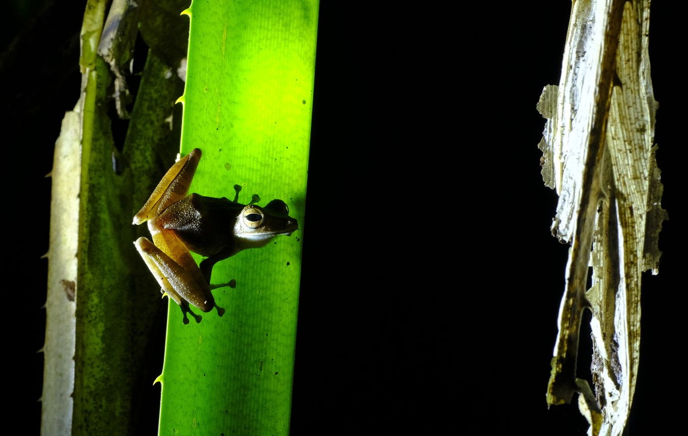 Dark-eared Tree Frog { Polypedates Macrotis } 