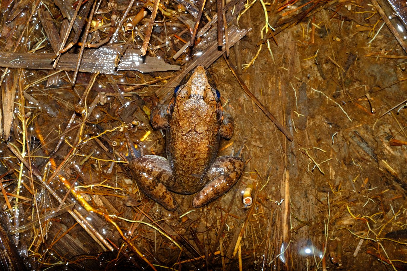 Gaint River Frog { Lemmonectes Leporinus }